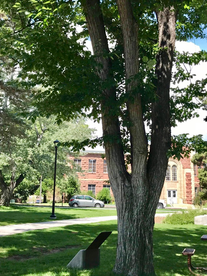 A landscape snapshot of an upright-growing elm tree in a campus setting with a redstone building in the background. The George Washington elm tree.