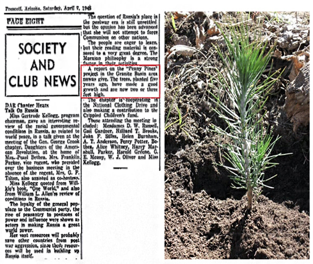 A collage of a newspaper clipping with a “Society and Club News” entry titled “DAR Chapter Hears Talk on Russia” with a paragraph about the Penny Pines. It reads, “A report on the “Penny Pines” project in the Granite Basin area ? was give[n]. The trees, planted five years ago, have made a good growth and are now two or three feet high.”